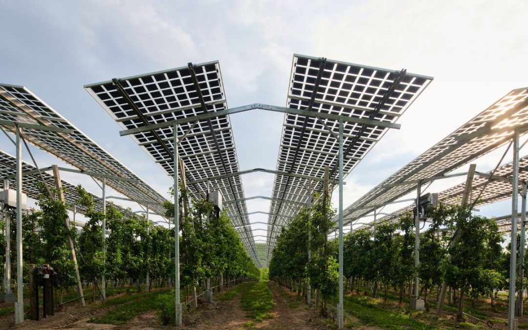 Deutsche Solarziele ließen sich allein durch Agri-Photovoltaik decken